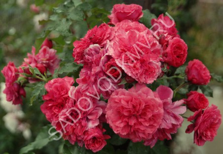 61596 - Роза плетистая Лиана (в тубе) - Розы - Региональный центр Садовод